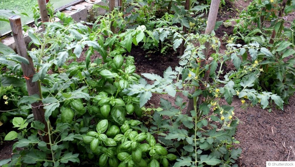Les légumes à cultiver en association pour favoriser la croissance
