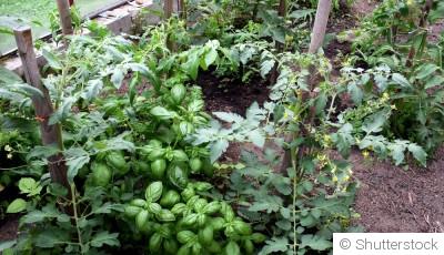 Les légumes à cultiver en association pour favoriser la croissance