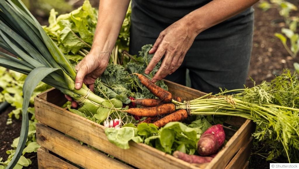 Les légumes à cultiver en autarcie pour une alimentation durable
