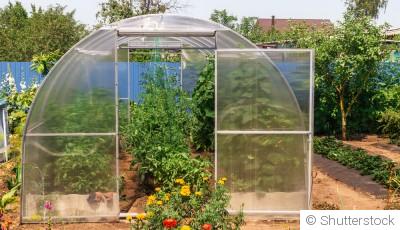 Les légumes à cultiver en hiver dans une serre