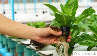 Les légumes à cultiver en hydroponie pour une culture sans terre
