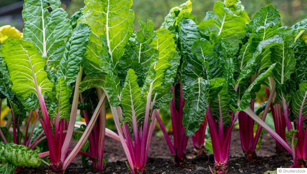 Les légumes à cultiver en culture verticale