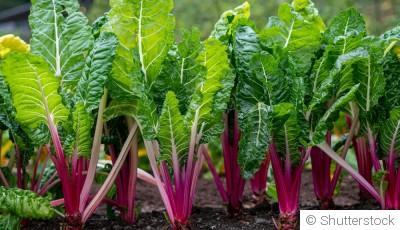 Les légumes à cultiver en culture verticale