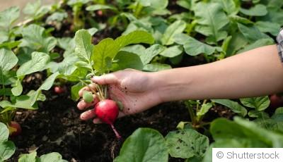 Les légumes à cultiver dans des jardinières suspendues