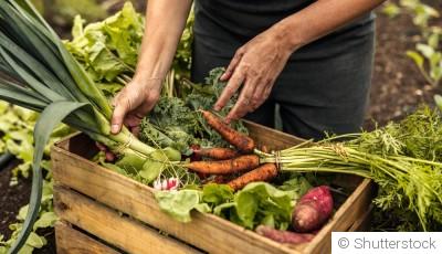 Les légumes à cultiver en permaculture