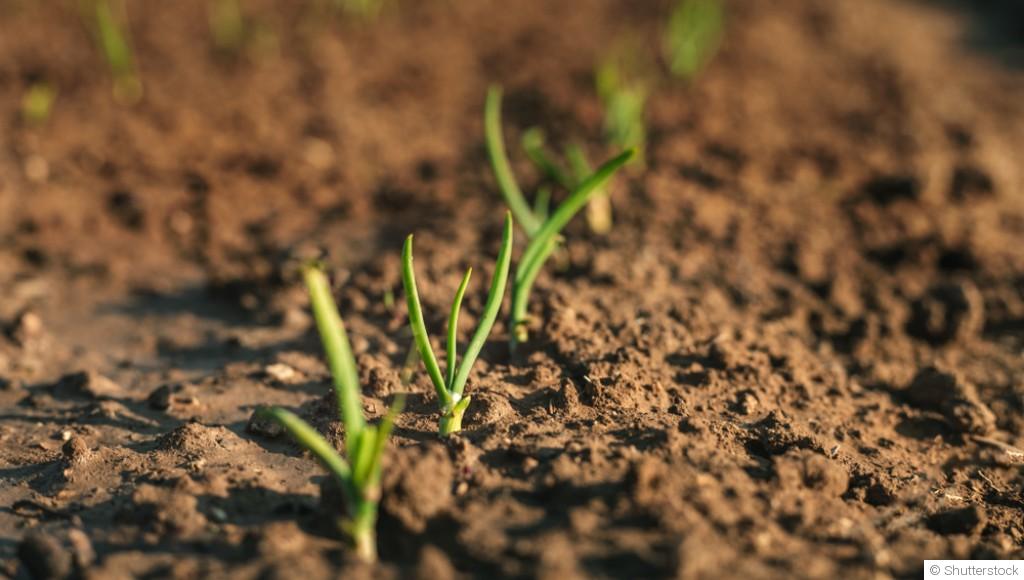 Les légumes à cultiver en sol argileux