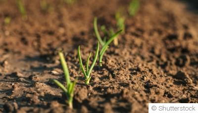 Les légumes à cultiver en sol argileux