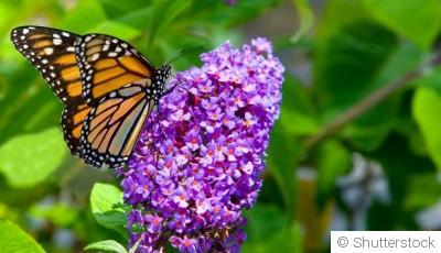Les meilleures plantes pour attirer les papillons dans ton jardin