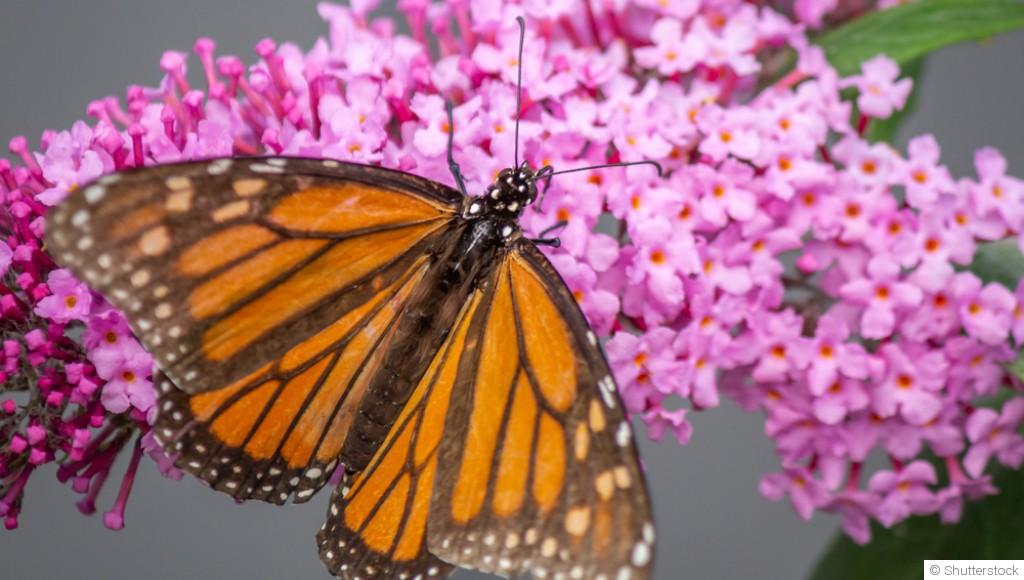Les meilleures plantes pour un jardin de papillons