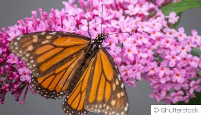 Les meilleures plantes pour un jardin de papillons