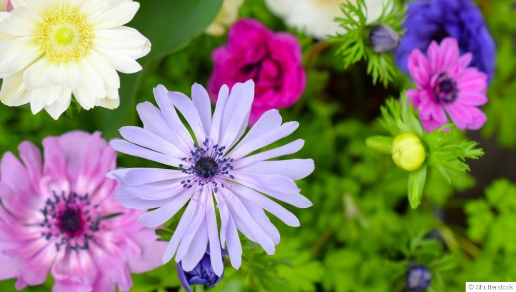 Comment planter et obtenir des anémones colorées pour des massifs printaniers enchanteurs ?