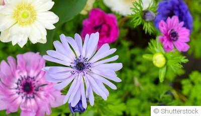 Comment planter et obtenir des anémones colorées pour des massifs printaniers enchanteurs ?