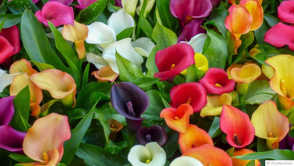 Comment planter et obtenir des arums aux fleurs élégantes pour une touche d\'élégance dans ton jardin ?