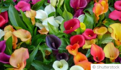 Comment planter et obtenir des arums aux fleurs élégantes pour une touche d\'élégance dans ton jardin ?