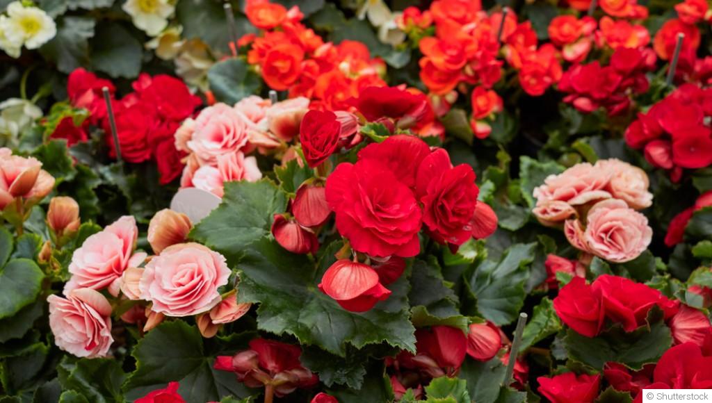 Comment planter et obtenir des bégonias tubéreux aux fleurs spectaculaires pour tes jardinières ?