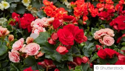 Comment planter et obtenir des bégonias tubéreux aux fleurs spectaculaires pour tes jardinières ?