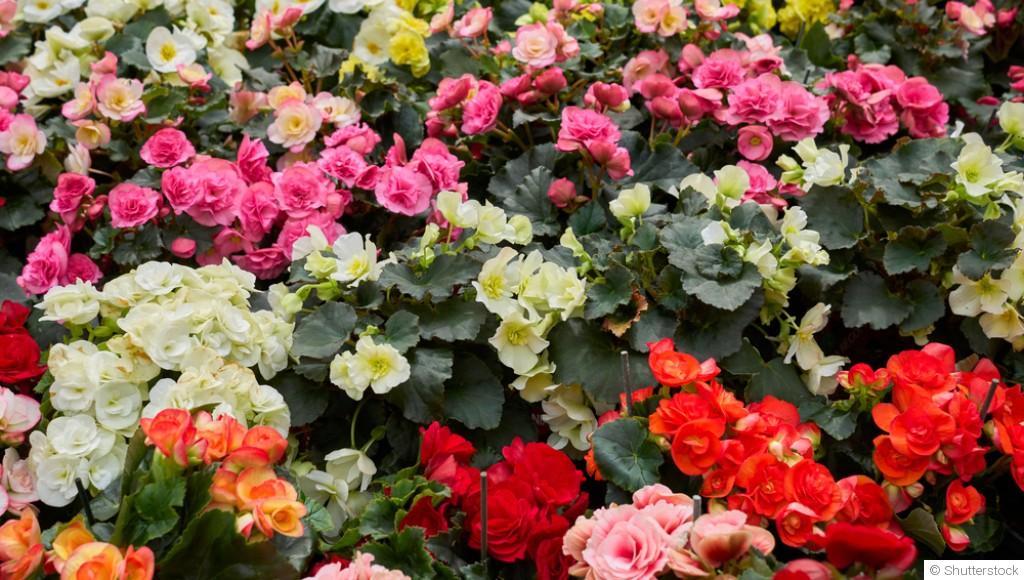 Comment planter et obtenir des bégonias vivaces pour des massifs colorés année après année ?