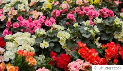 Comment planter et obtenir des bégonias vivaces pour des massifs colorés année après année ?
