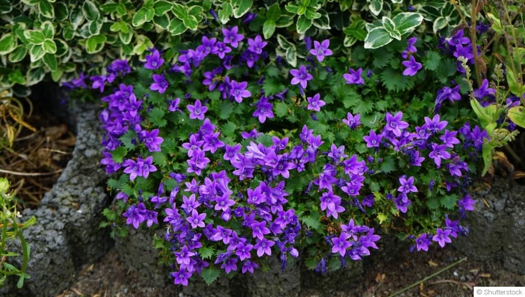 Comment planter et obtenir des campanules aux fleurs délicates pour un jardin romantique ?
