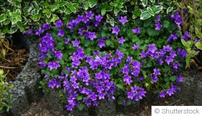 Comment planter et obtenir des campanules aux fleurs délicates pour un jardin romantique ?