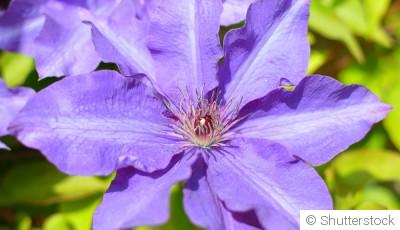 Comment planter et obtenir des clématites aux fleurs spectaculaires pour une touche d\'exubérance ?
