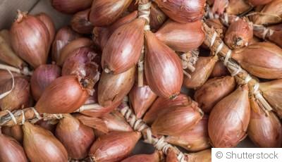 Comment planter et obtenir des échalotes savoureuses pour relever tes plats préférés ?