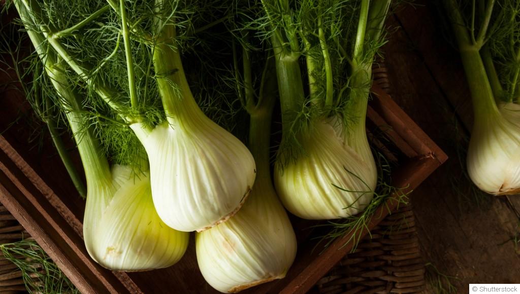 Comment planter et obtenir des fenouils croquants pour apporter une note anisée à tes plats ?