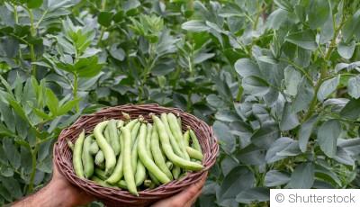 Comment planter et obtenir des fèves tendres et savoureuses pour agrémenter tes recettes ?