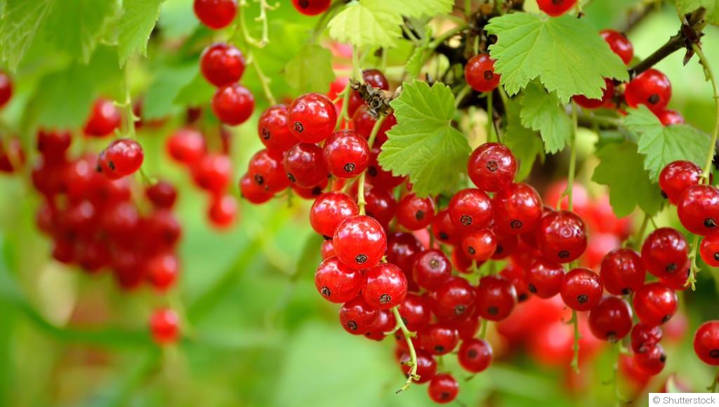 Comment planter et obtenir des groseilles à maquereau pour des desserts acidulés ?