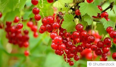 Comment planter et obtenir des groseilles à maquereau pour des desserts acidulés ?