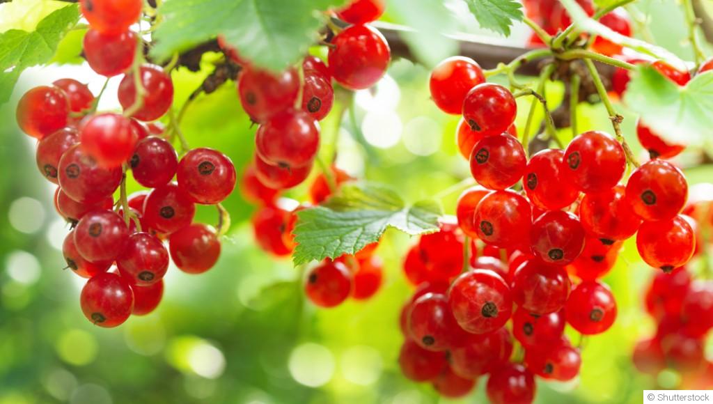 Comment planter et obtenir des groseilles à grappes pour des tartes et desserts acidulés ?