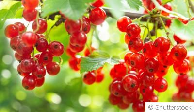 Comment planter et obtenir des groseilles à grappes pour des tartes et desserts acidulés ?