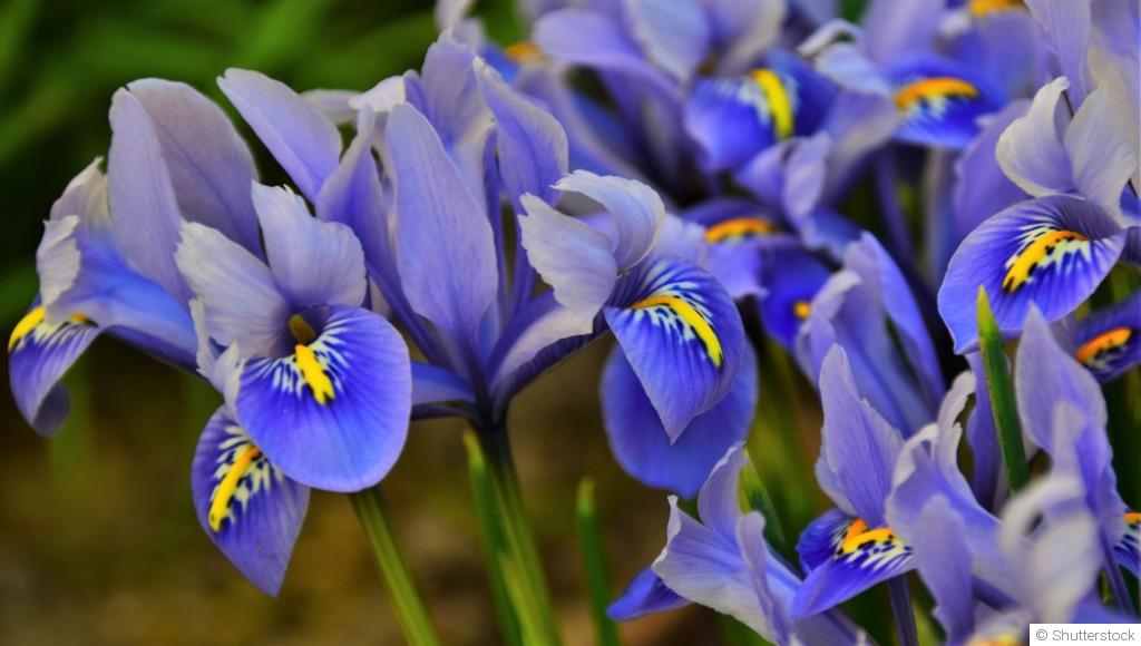 Comment planter et obtenir des iris aux fleurs élégantes pour un jardin raffiné ?