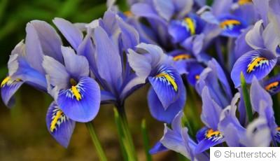 Comment planter et obtenir des iris aux fleurs élégantes pour un jardin raffiné ?