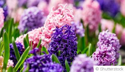 Comment planter et obtenir des jacinthes aux fleurs parfumées pour une ambiance printanière ?