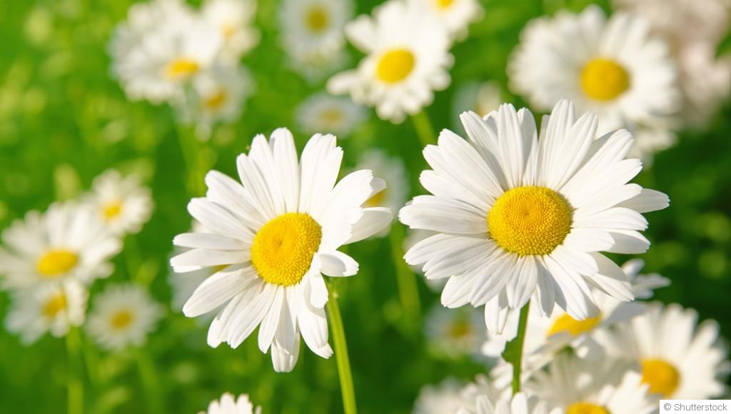 Comment planter et obtenir des marguerites aux fleurs simples et joyeuses pour un jardin bucolique ?
