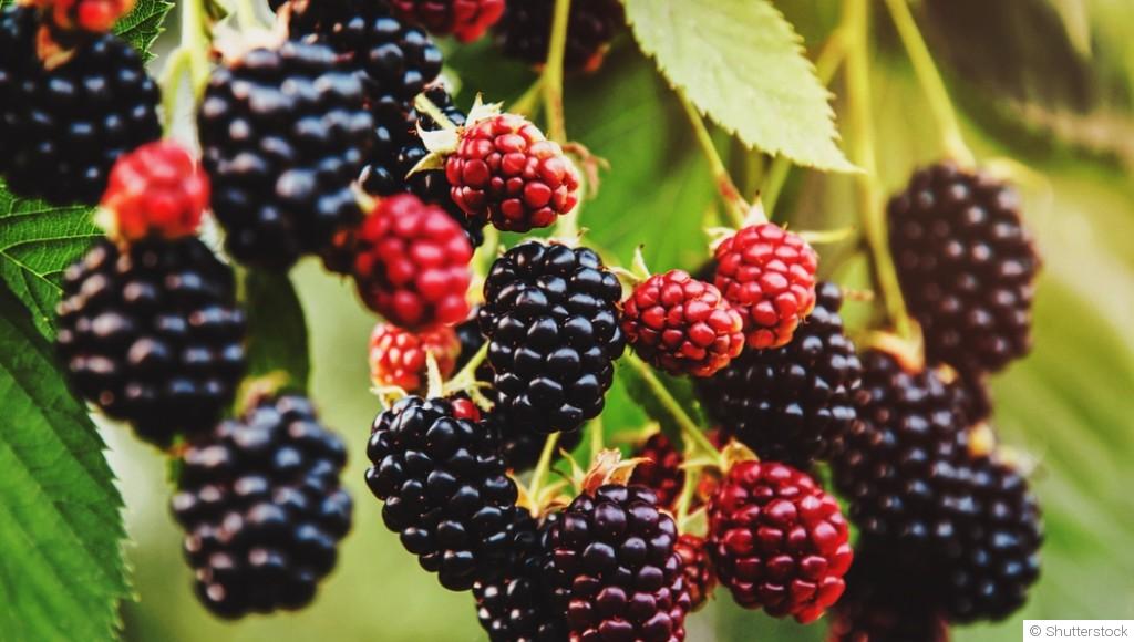 Comment planter et obtenir des mûres sucrées pour des confitures et desserts gourmands ?