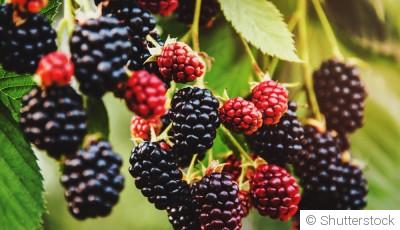 Comment planter et obtenir des mûres sucrées pour des confitures et desserts gourmands ?