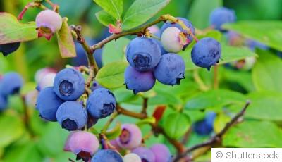 Comment planter et obtenir des myrtilles naines pour une récolte pratique dans les petits espaces ?