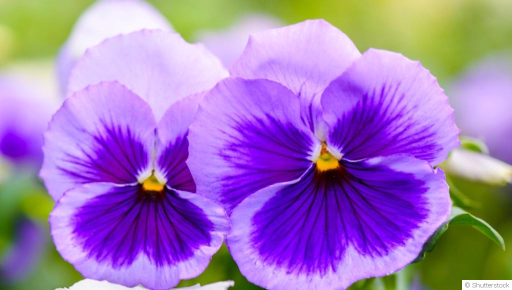 Comment planter et obtenir des pensées aux couleurs vives pour égayer tes jardinières d\'hiver ?