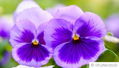 Comment planter et obtenir des pensées aux couleurs vives pour égayer tes jardinières d\'hiver ?