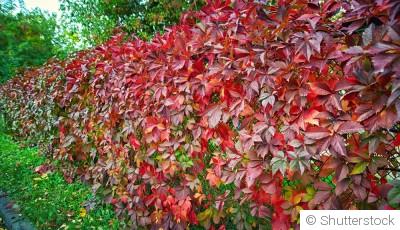 Comment planter et obtenir des plantes grimpantes à floraison automnale pour prolonger la saison des couleurs ?