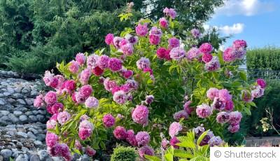 Comment planter et obtenir des plantes grimpantes à fleurs doubles pour un jardin romantique et luxuriant ?