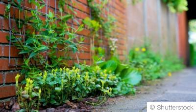 Comment planter et obtenir des plantes grimpantes fruitières pour une récolte abondante et originale ?