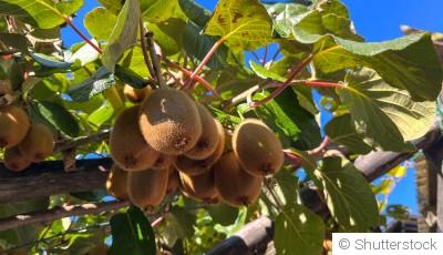 Comment planter et obtenir des plantes grimpantes à fruits exotiques pour une récolte surprenante ?
