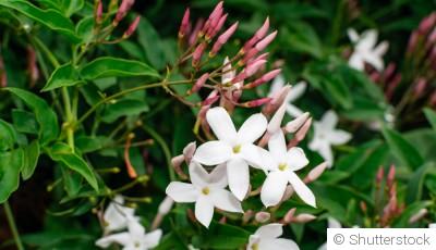 Comment planter et obtenir des plantes grimpantes parfumées pour une ambiance envoûtante en soirée ?
