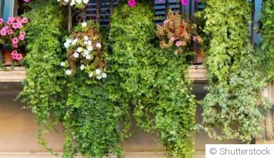 Comment planter et obtenir des plantes retombantes pour agrémenter tes suspensions florales ?