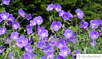 Comment planter et obtenir des plantes vivaces pour un jardin sans effort de renouvellement ?