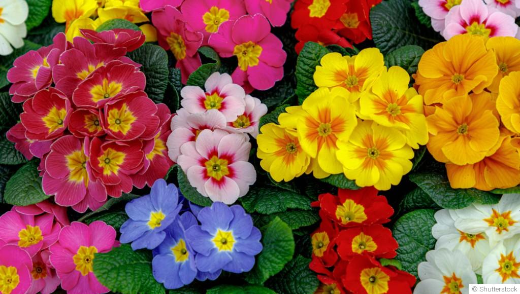 Comment planter et obtenir des primevères pour un parterre printanier plein de fraîcheur ?