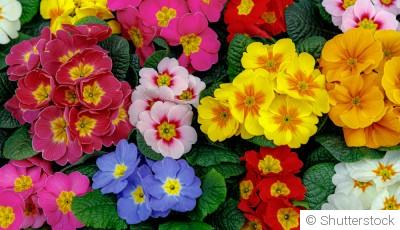 Comment planter et obtenir des primevères pour un parterre printanier plein de fraîcheur ?